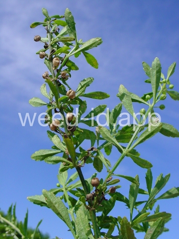 goatweed